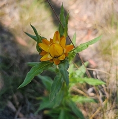 Xerochrysum bracteatum (Golden Everlasting) at Captains Flat, NSW - 21 Nov 2024 by Csteele4