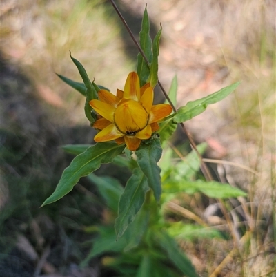 Xerochrysum bracteatum (Golden Everlasting) at Captains Flat, NSW - 21 Nov 2024 by Csteele4