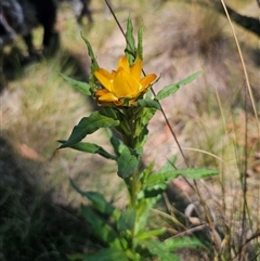 Xerochrysum bracteatum at Captains Flat, NSW - 22 Nov 2024