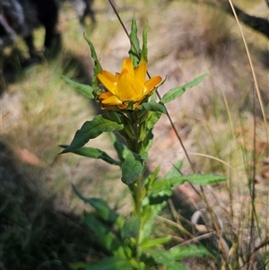 Xerochrysum bracteatum at Captains Flat, NSW - 22 Nov 2024 10:55 AM