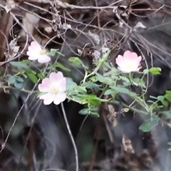 Rosa rubiginosa (Sweet Briar, Eglantine) at Uriarra, NSW - 23 Nov 2024 by JimL