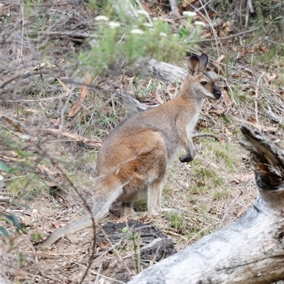 Notamacropus rufogriseus (Red-necked Wallaby) at Uriarra, NSW - 23 Nov 2024 by JimL