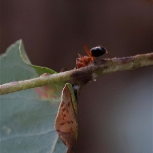 Camponotus consobrinus at Uriarra, NSW - 23 Nov 2024