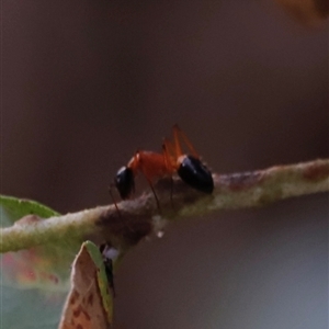 Camponotus consobrinus at Uriarra, NSW - 23 Nov 2024