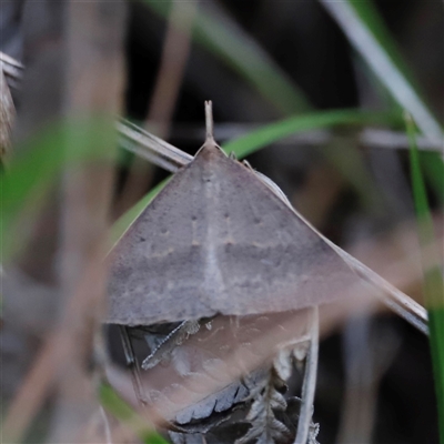 Epidesmia hypenaria (Long-nosed Epidesmia) at Uriarra, NSW - 23 Nov 2024 by JimL