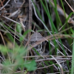 Epidesmia hypenaria at Uriarra, NSW - 23 Nov 2024 07:09 PM