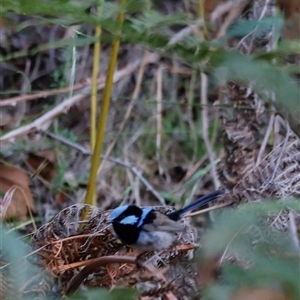 Malurus cyaneus at Uriarra, NSW - 23 Nov 2024 07:18 PM