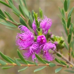 Melaleuca thymifolia (Thyme Honey-myrtle) at Limeburners Creek, NSW - 24 Nov 2024 by Csteele4