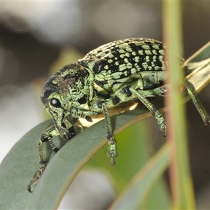 Chrysolopus spectabilis (Botany Bay Weevil) at Denman Prospect, ACT by Harrisi