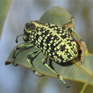 Chrysolopus spectabilis at Denman Prospect, ACT - 24 Nov 2024 04:47 PM