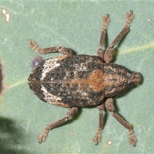 Oxyops fasciatus at Denman Prospect, ACT - 24 Nov 2024 04:50 PM