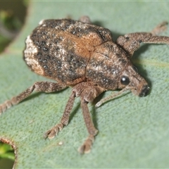 Oxyops fasciatus at Denman Prospect, ACT - 24 Nov 2024 04:50 PM