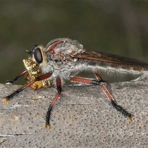 Neoaratus hercules (Herculean Robber Fly) at Denman Prospect, ACT by Harrisi