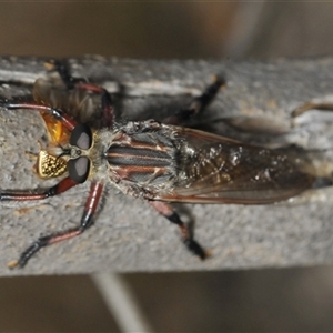 Neoaratus hercules at Denman Prospect, ACT - 24 Nov 2024 04:55 PM