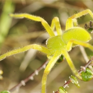 Neosparassus patellatus (Tasmanian Badge Huntsman) at Dry Plain, NSW by Harrisi