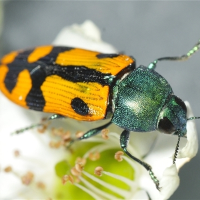 Castiarina scalaris (Scalaris jewel beetle) at Denman Prospect, ACT - 24 Nov 2024 by Harrisi