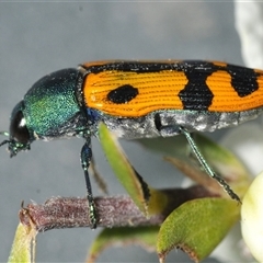 Castiarina scalaris at Denman Prospect, ACT - 24 Nov 2024 04:06 PM