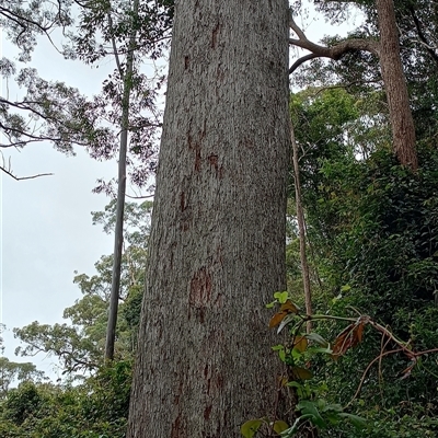 Eucalyptus acmenoides at Pipeclay, NSW - 19 Nov 2024 by MVM