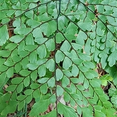 Unverified Plant by MVM