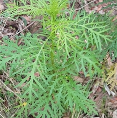 Unverified Plant by MVM