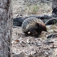 Tachyglossus aculeatus (Short-beaked Echidna) at Tathra, NSW - 22 Nov 2024 by MattYoung