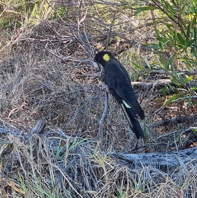 Zanda funerea (Yellow-tailed Black-Cockatoo) at Tathra, NSW - 22 Nov 2024 by MattYoung