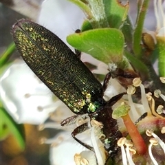 Eleale aspera (Clerid beetle) at Majors Creek, NSW - 22 Nov 2024 by LyndalT