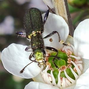 Eleale aspera at Majors Creek, NSW - 22 Nov 2024