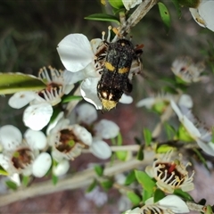 Eleale pulchra (Clerid beetle) at Majors Creek, NSW - 22 Nov 2024 by LyndalT