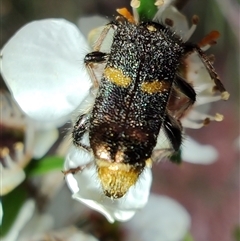 Eleale pulchra at Majors Creek, NSW - 22 Nov 2024