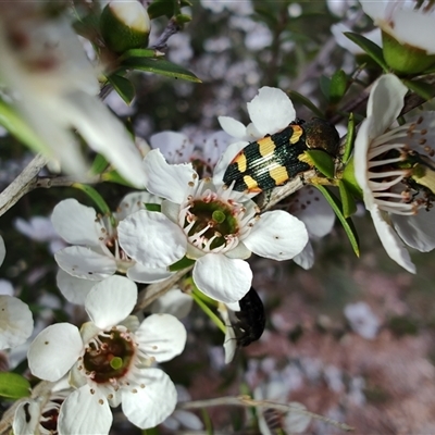 Castiarina sexplagiata (Jewel beetle) at Majors Creek, NSW - 22 Nov 2024 by LyndalT