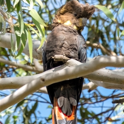 Calyptorhynchus lathami lathami (Glossy Black-Cockatoo) at Penrose, NSW - 16 May 2020 by Aussiegall