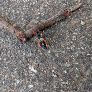 Ectomocoris patricius at Lawson, ACT - 24 Nov 2024