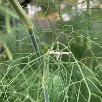 Imbophorus aptalis (White Plume Moth) at Karabar, NSW - 23 Nov 2024 by Eland