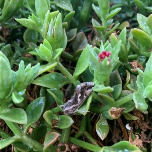 Chrysodeixis argentifera (Tobacco Looper) at Karabar, NSW by Eland