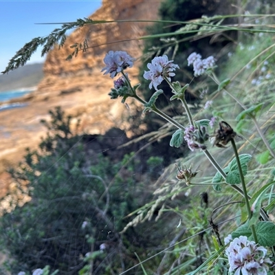 Pelargonium australe at Pretty Beach, NSW - 23 Nov 2024 by WalterEgo