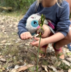 Cryptostylis erecta (Bonnet Orchid) at Pretty Beach, NSW - 23 Nov 2024 by WalterEgo