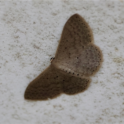 Idaea costaria (White-edged Wave) at Moruya, NSW - 23 Nov 2024 by LisaH