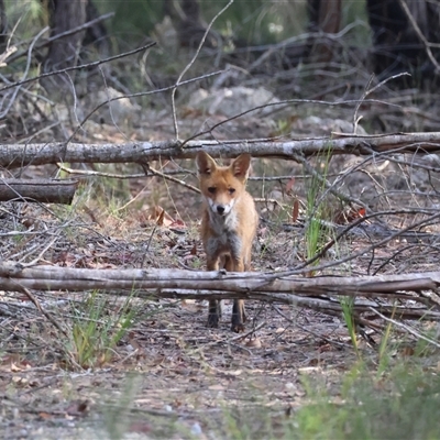 Vulpes vulpes (Red Fox) at Moruya, NSW - 23 Nov 2024 by LisaH