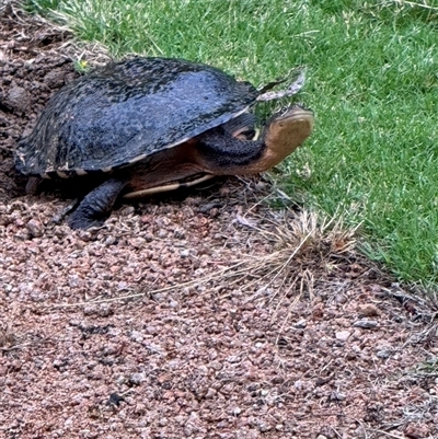 Chelodina longicollis at Mittagong, NSW - 13 Nov 2024 by Span102