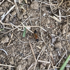 Camponotus consobrinus at Lyons, ACT - 25 Nov 2024 09:00 AM