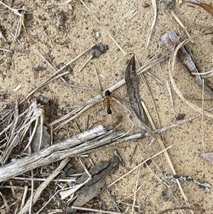 Camponotus consobrinus at Lyons, ACT - 25 Nov 2024 09:00 AM