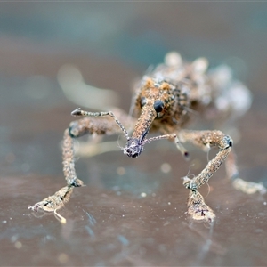 Unidentified Weevil (Curculionoidea) at Moruya, NSW by LisaH