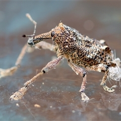 Orthorhinus cylindrirostris at Moruya, NSW - suppressed