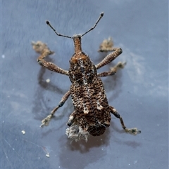 Orthorhinus cylindrirostris at Moruya, NSW - suppressed