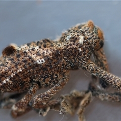 Orthorhinus cylindrirostris at Moruya, NSW - suppressed