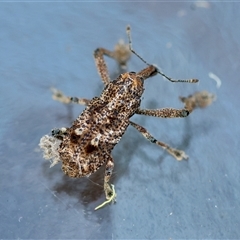 Orthorhinus cylindrirostris at Moruya, NSW - suppressed