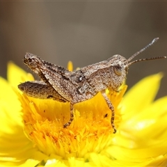 Phaulacridium vittatum (Wingless Grasshopper) at Hughes, ACT - 24 Nov 2024 by LisaH