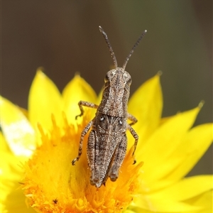 Phaulacridium vittatum at Hughes, ACT - 24 Nov 2024 02:59 PM