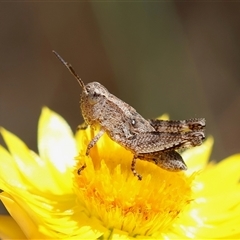 Phaulacridium vittatum at Hughes, ACT - 24 Nov 2024